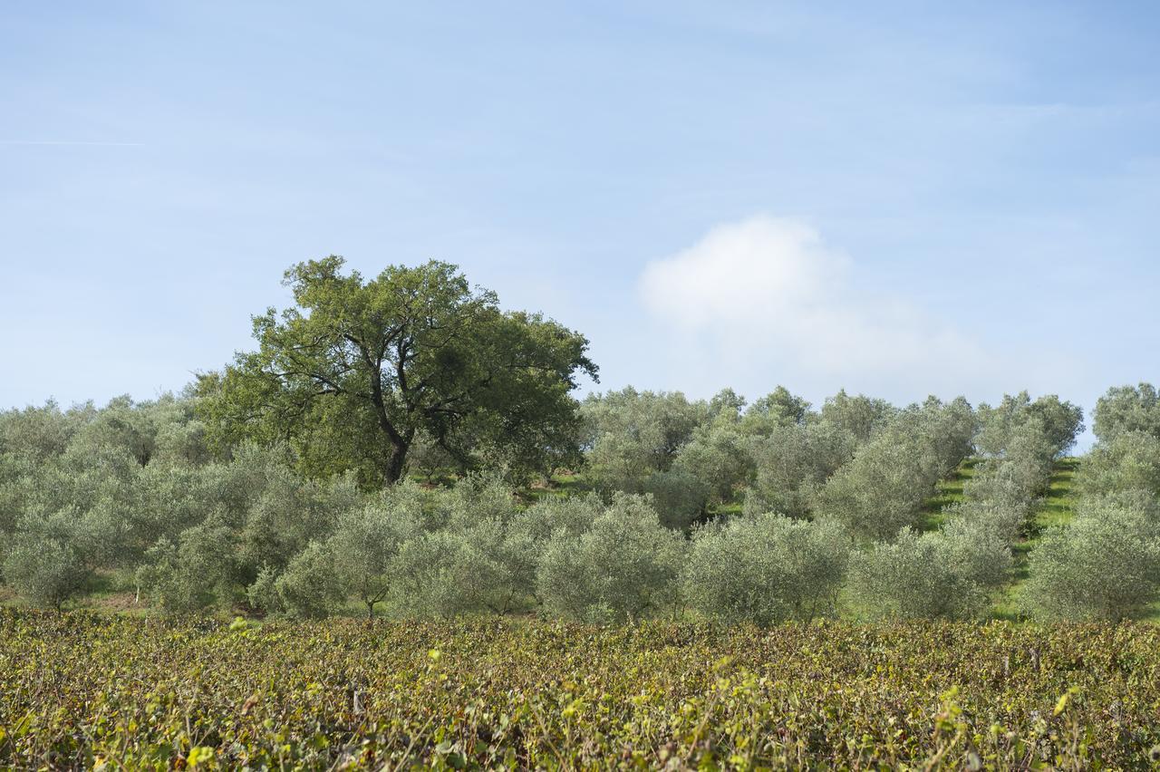 Agriturismo Poggio Corbello La Pesta Bagian luar foto